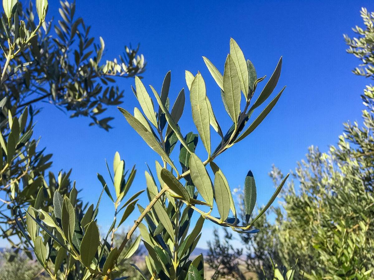 فيلا سانتا لوتشيفي Agriturismo Le Vignacce المظهر الخارجي الصورة